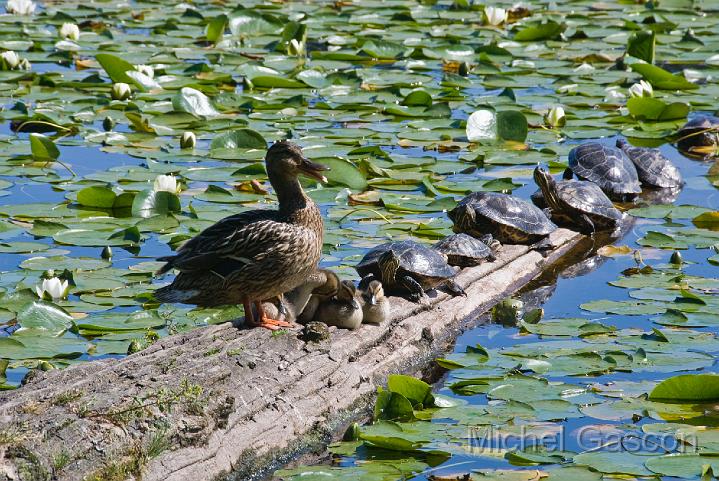 MGA89147R ducks turtles Deer Lake.jpg - Michel Gascon(c)2008-